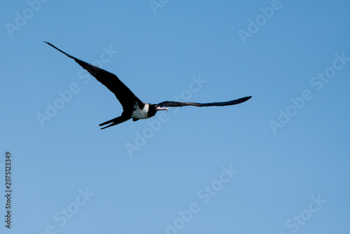 Foto Soaring Frigatebird in Blue Sky