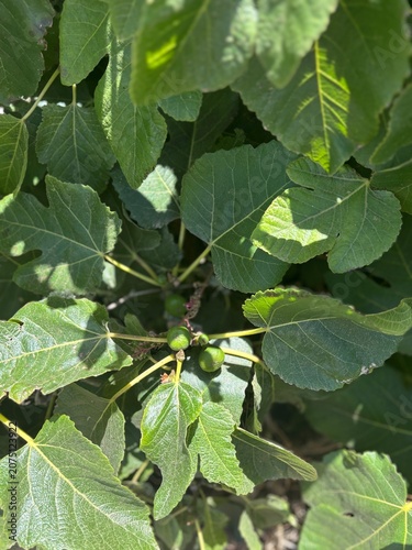 a green plant of figs