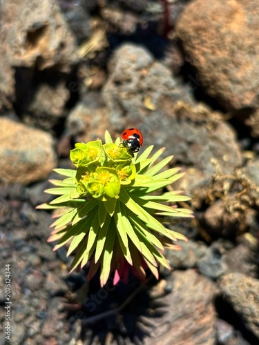 ladybird on a flower