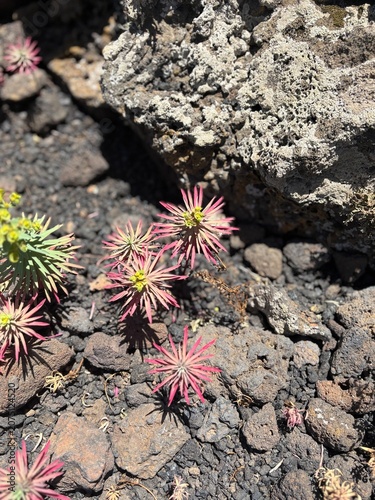 pink cactus flower