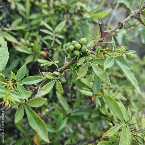 Toothache, Zanthoxylum armatum, Chinese Sichuan Pepper or prickly Ash plant and seed heads