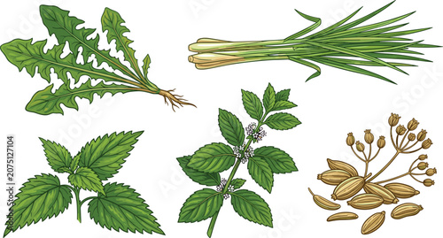 Принти на полотні Botanical medicinal herbs and seeds illustration set featuring dandelion lemongr