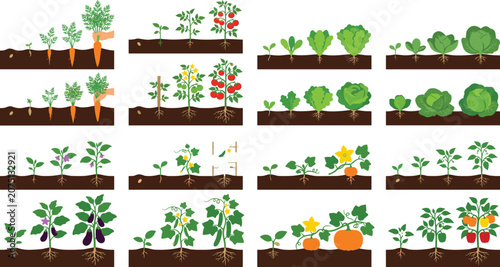 Canvastavla Vegetable Growth Stages and Root Development Collection with Carrots, Tomatoes,