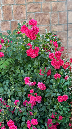 Pink roses grow on a bush. Flower bushes on a stone wall background