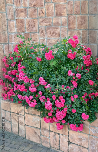 Pink roses grow on a bush. Flower bushes on a stone wall background