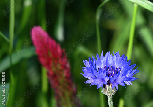 Kornblume mit Klee