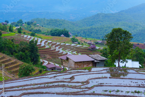 Terraced rice field landscape with rural houses and green forest on mountain hills under blue sky, peaceful agricultural scenery