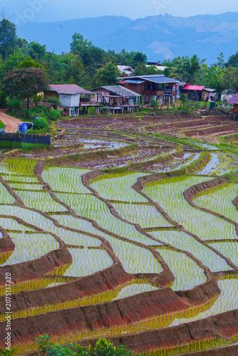 Rice field Terrace Rural Village Agriculture Landscape Mountain Green Water Farming, Pabongpiang Chiang Mai Thailand