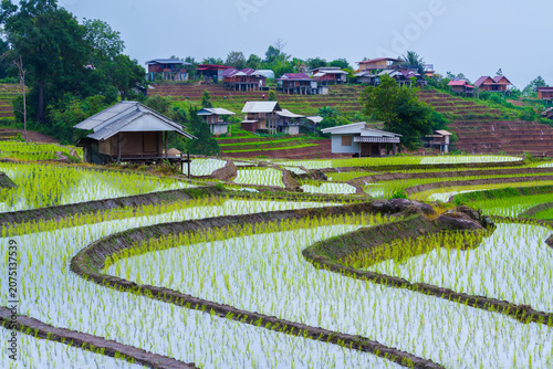 Rice field Terrace Rural Agriculture Landscape Green Water House Village Farming Crop Plant Nature Outdoors Paddy Irrigation Cultivation Farm