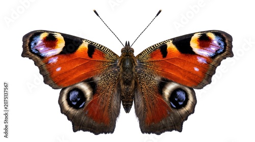 Red Admiral Butterfly Isolated on White Background with Vibrant Orange and Black Wings Macro Nature Insect Photography