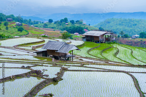 Rice field Terrace Agriculture Rural Landscape Farmhouse Green Water Mountain Nature Crop Plant Farming Outdoors Countryside Hill Reflection Paddy