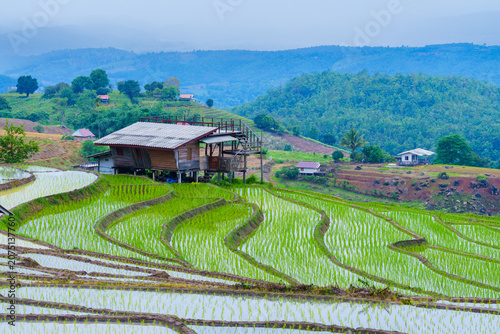 Rice terrace Paddy field with wooden house on hillside and misty mountain background in rural area
