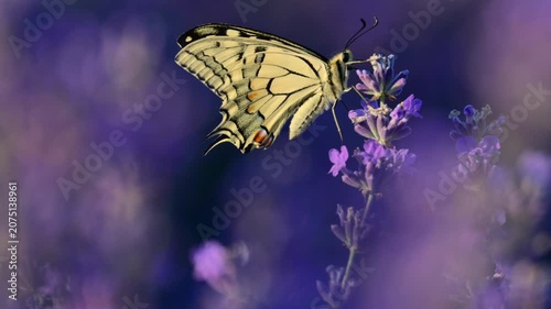 Swallowtail butterfly drinking nectar from purple lavender bringing pollination to the field