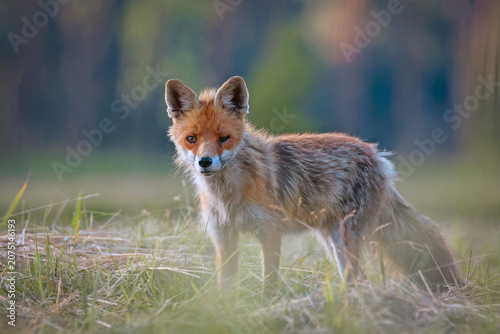 A beautiful close-up portrait of a wild red fox (Vulpes vulpes) looking directly at the camera. 
