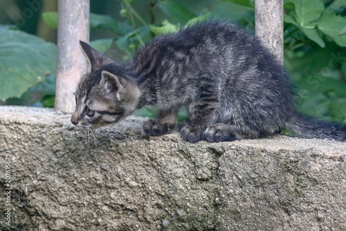 Canvas Print June 6, 2021-Sangju, South Korea-A Stray Cats rest at farm village house in Sangju, South Korea