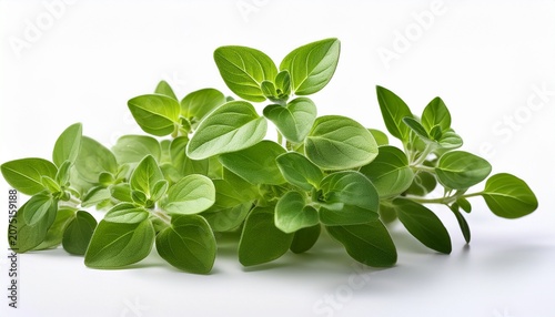 Fresh Green Oregano Herb Plant On White Background