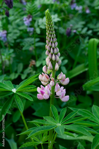A young lupine inflorescence among the dense green foliage in the garden. Vertical photo.