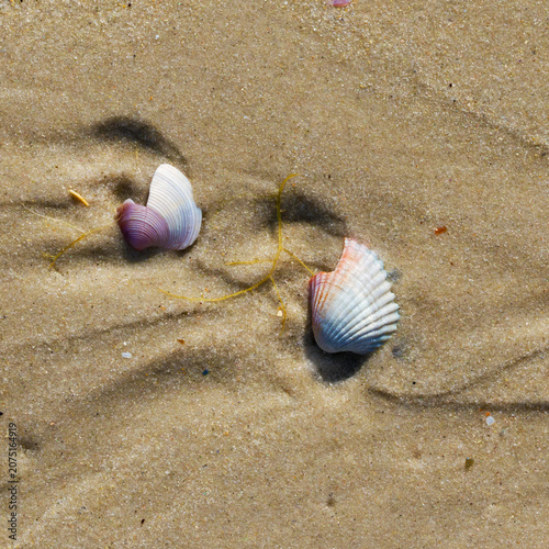 Cuadro en lienzo Wet sand beach with broken seashells at sun summer day
