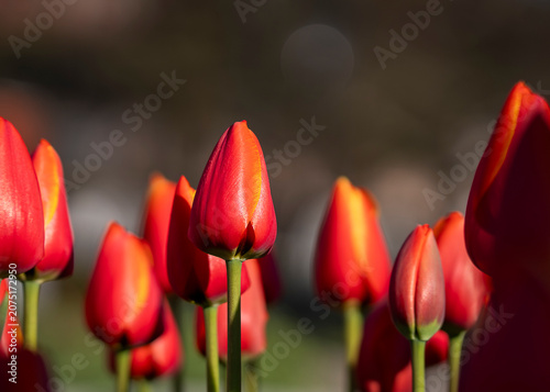 Standing tall beneath the warm glow of the setting sun, these brilliant ‘World’s Favourite’ tulips transform an ordinary garden. Vivid red-orange Tulipa ‘World’s Favourite’ tulips. 