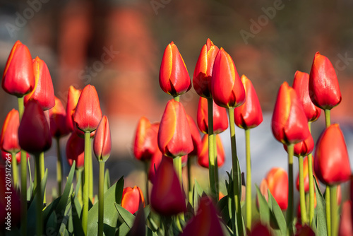 Standing tall beneath the warm glow of the setting sun, these brilliant ‘World’s Favourite’ tulips transform an ordinary garden. Vivid red-orange Tulipa ‘World’s Favourite’ tulips. 