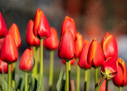 Standing tall beneath the warm glow of the setting sun, these brilliant ‘World’s Favourite’ tulips transform an ordinary garden. Vivid red-orange Tulipa ‘World’s Favourite’ tulips. 