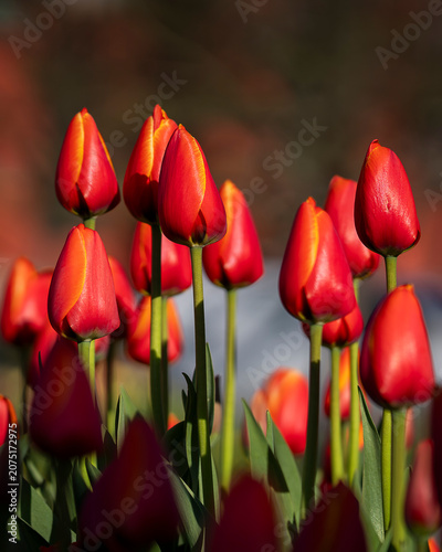 Standing tall beneath the warm glow of the setting sun, these brilliant ‘World’s Favourite’ tulips transform an ordinary garden. Vivid red-orange Tulipa ‘World’s Favourite’ tulips. 