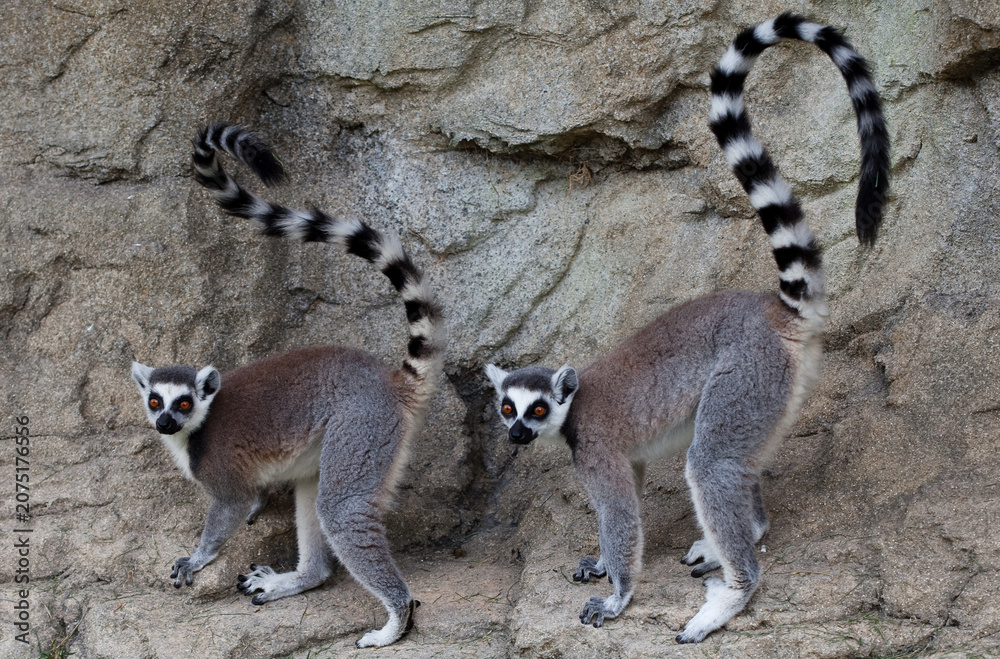 Fototapeta premium Two ring-tailed lemurs standing together on rocky terrain with lemur catta monkey like wildlife standing