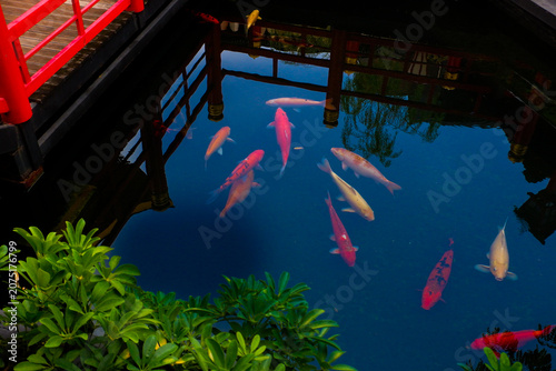 Colorful fancy carp fish (koi fish) in a garden pond in Japan,nishikigoi or orange carp and Red bridge and pond in Japanese garden.