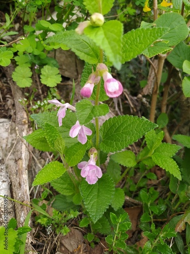 Obraz na plátně Floraison rose pâle de Mélitte à Feuilles de Mélisse, Mélisse des bois, Bastard Bal (Melittis melissophyllum) dans un bois