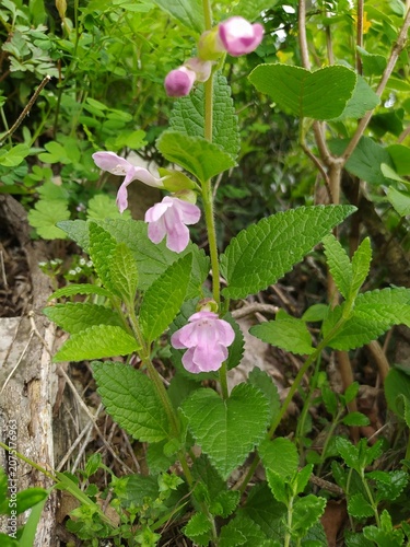 Obraz na plátně Floraison rose pâle de Mélitte à Feuilles de Mélisse, Mélisse des bois, Bastard Bal (Melittis melissophyllum) dans un bois