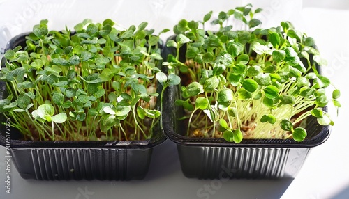 Photo Of A Fresh Young Natural Bio And Eco Organic Microgreen Plants In Plastic Pots On A Harsh Sun Light On White Background Close Up Macro Top View