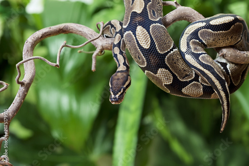 Photos Ball python snake climbing a twisted tree branch with cold blooded wildlife clim