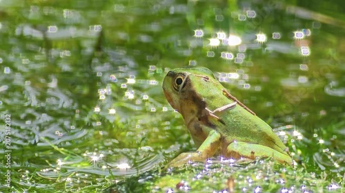 

A tiny green tree frog sitting in front of sparkling water bokeh
 