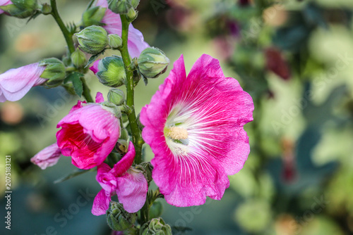 Obraz na płótnie Pink and white flowers of hollyhocks blooming in the garden