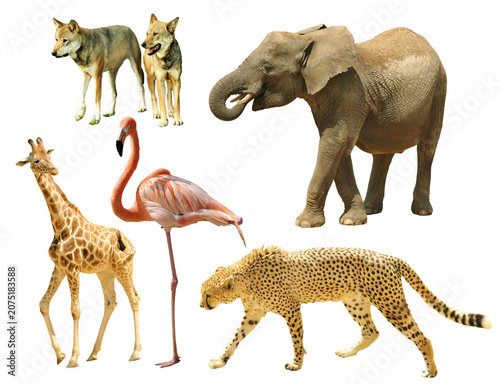 Canvas Print Group of exotic wild animals including elephant flamingo and cheetah with elepha