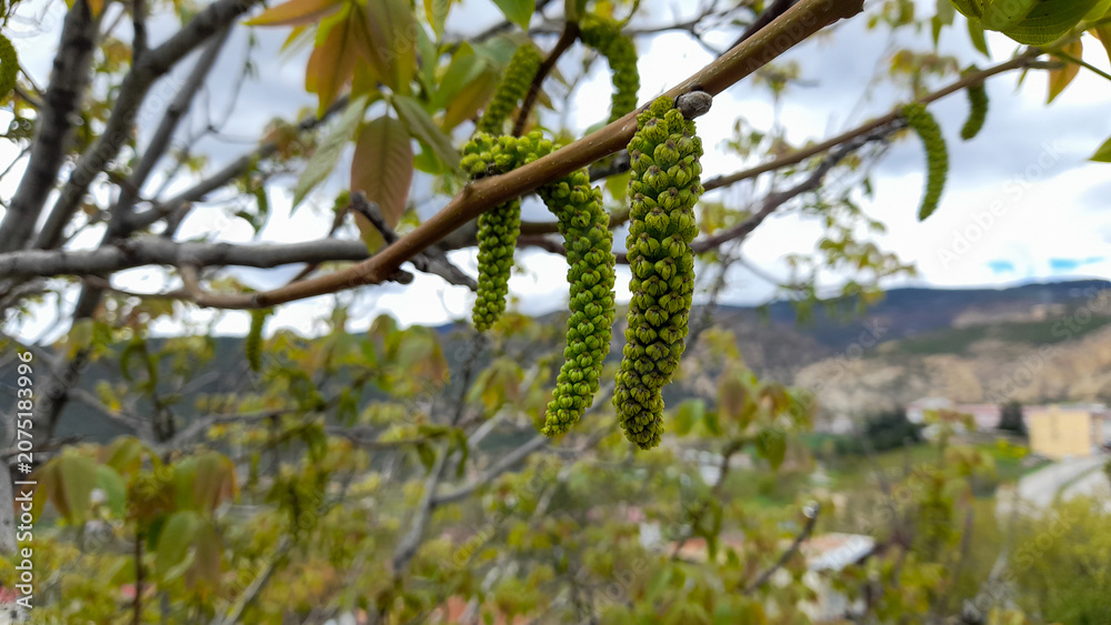 Fototapeta premium Young walnut tree flowers hanging on a branch with valley and hills background.
