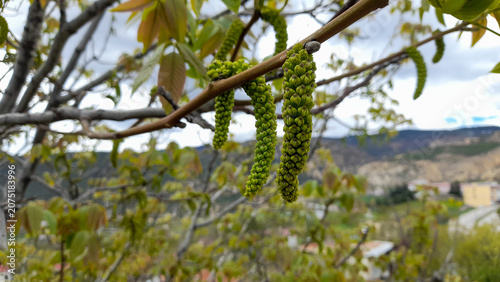 Foto Young walnut tree flowers hanging on a branch with valley and hills background
