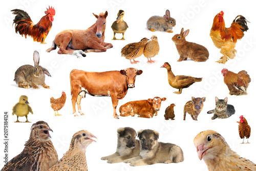 Comprehensive collection of diverse domestic farm animals and pets isolated on white background with domestic