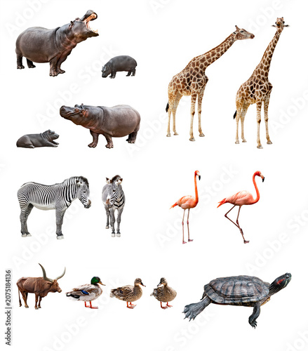 Photography Exotic wild african animals collection featuring hippos giraffes zebras and flam