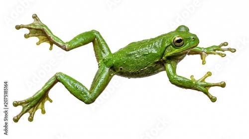 amphibian animal wildlife nature fauna creature leaping jumping hopping webbed feet toad slimy skin big eyes long legs outstretched limbs ribbit sound voice call pond lake water