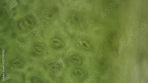 Microscopic view of stomata on an ivy leaf surface. 