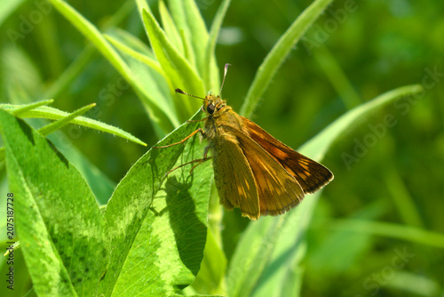 An orange butterfly sitting on the grass