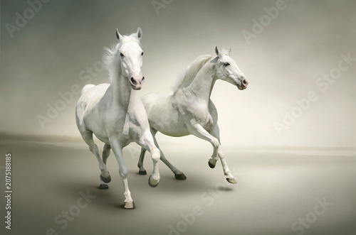 Cuadro en lienzo Two majestic white horses running in dynamic motion against a neutral background