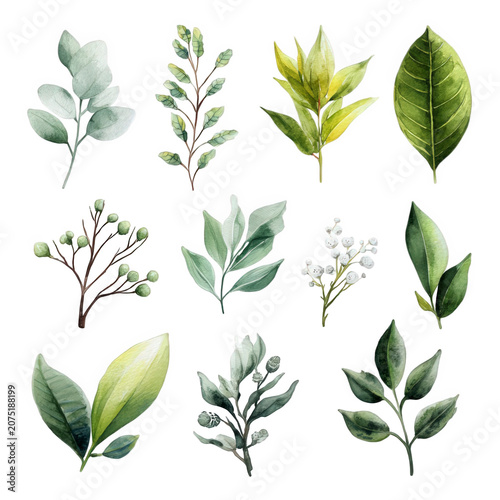 Watercolor leaves and branches on white background
