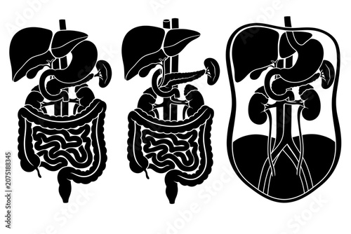 Tableau sur toile Human internal organs set including liver pancreas and intestines