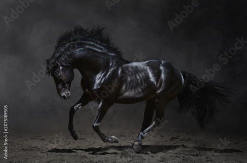 Elegant black horse galloping against dark moody studio background with stallion portrait galloping