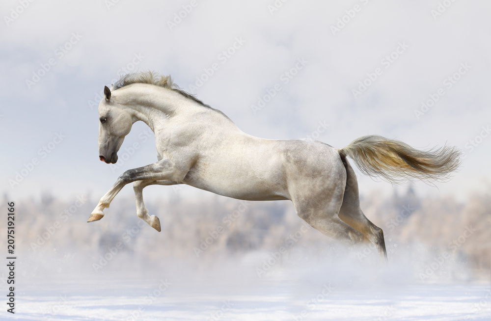 Fototapeta premium Majestic white horse leaping through snowy field with majestic stallion movement strength landscape