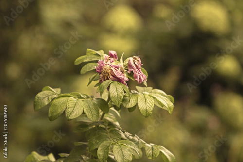 Fading rosehip on bush on summer day
