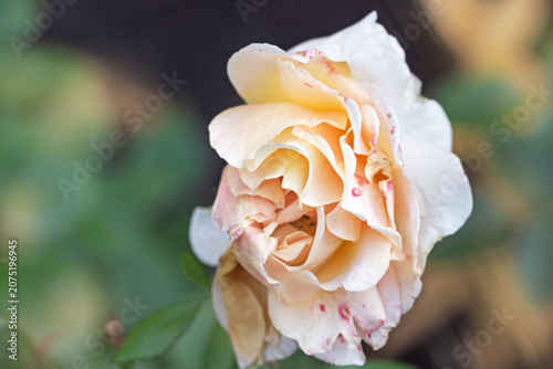 Blooming slightly fading rose of pinkish yellow color