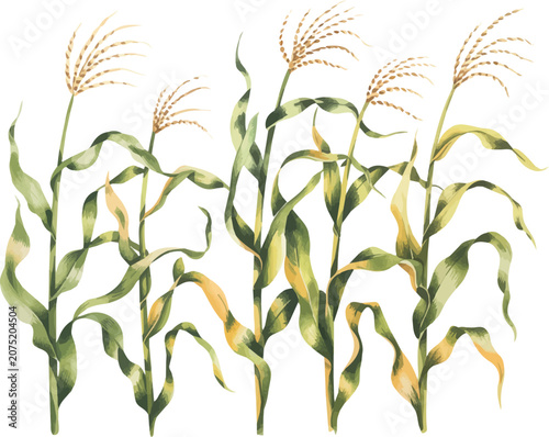 Corn Stalks Watercolor Vector Illustration, Maize Plant Botanical Artwork Isolated on White